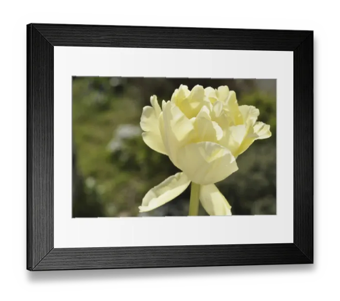 Framed Print : White tulip Framed Print : White tulip