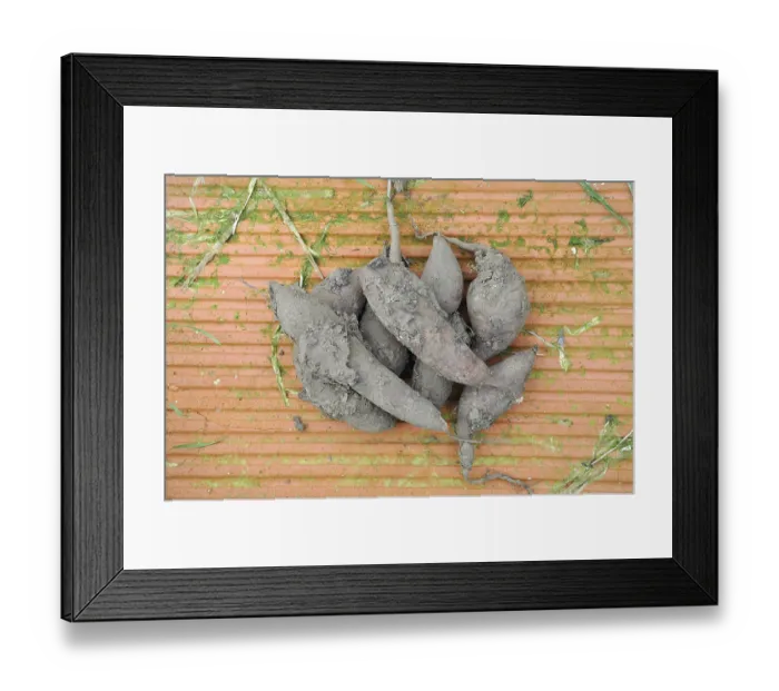 Framed Print : Yacon harvest in a garden Framed Print : Yacon harvest in a garden