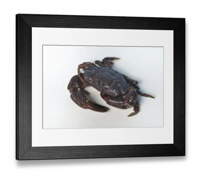 Framed Print : Crab on a white background Framed Print : Crab on a white background