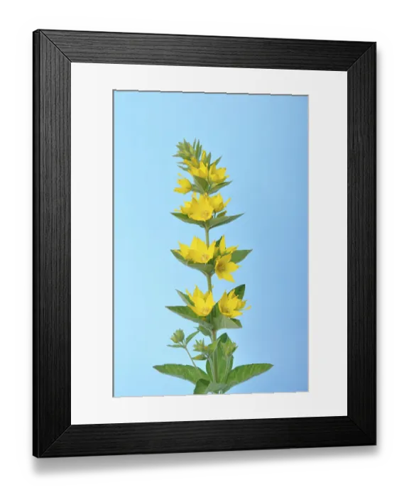 Framed Print : Lysdimachus on a blue background studio shots