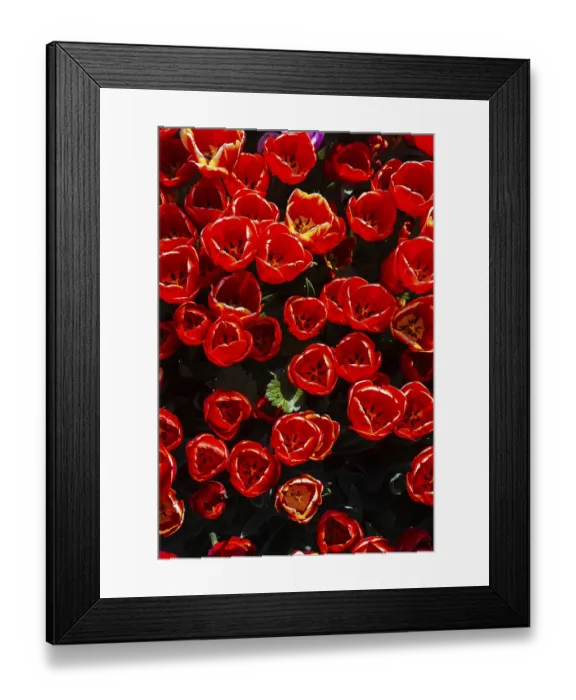 Framed Print : Blooming tulips flowers in as floral plant background