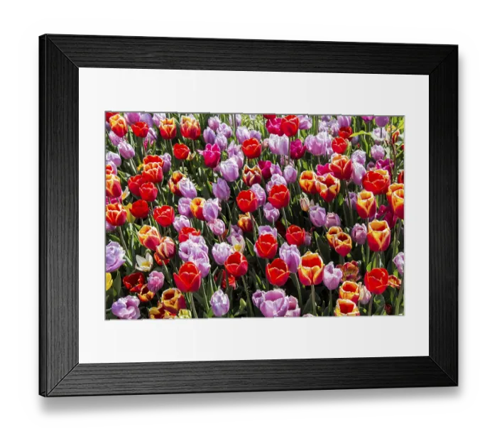 Framed Print : Blooming tulips flowers in as floral plant background