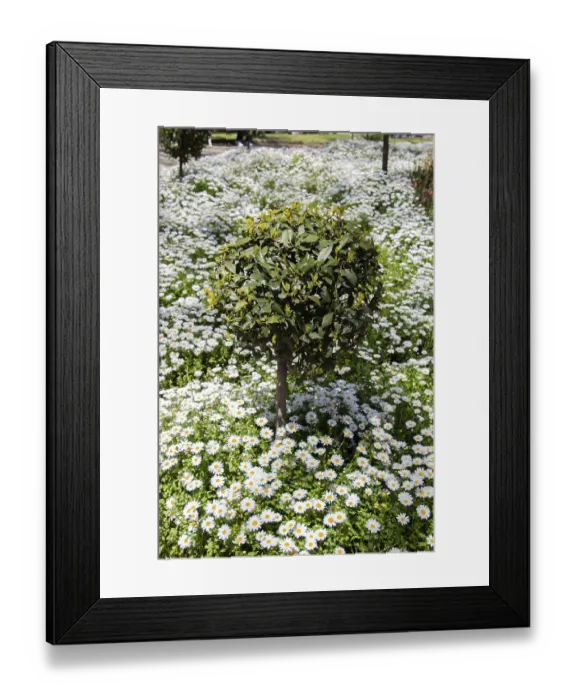 Framed Print : Background flowers of white daisies in the flower bed Framed Print : Background flowers of white daisies in the flower bed