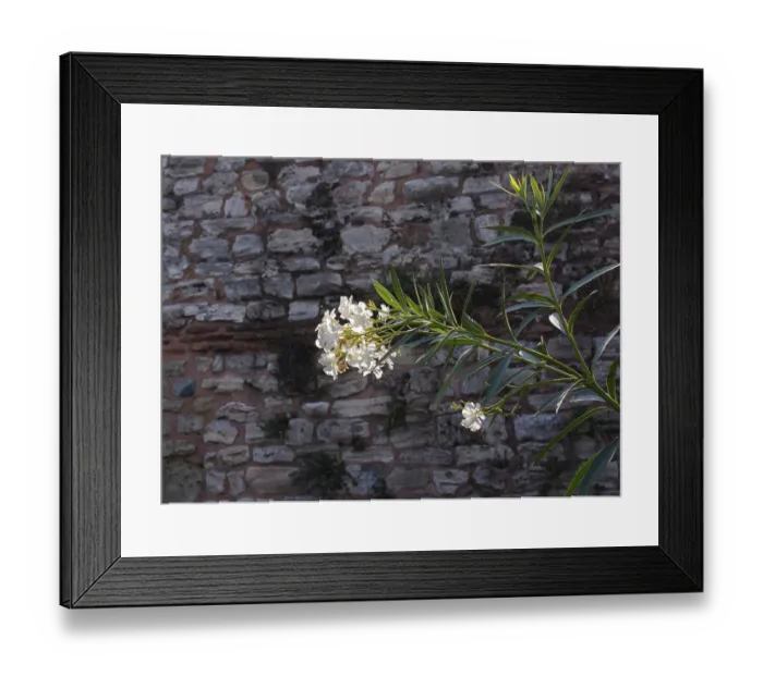 Framed Print : Blooming beautiful colorful natural flowers as floral background