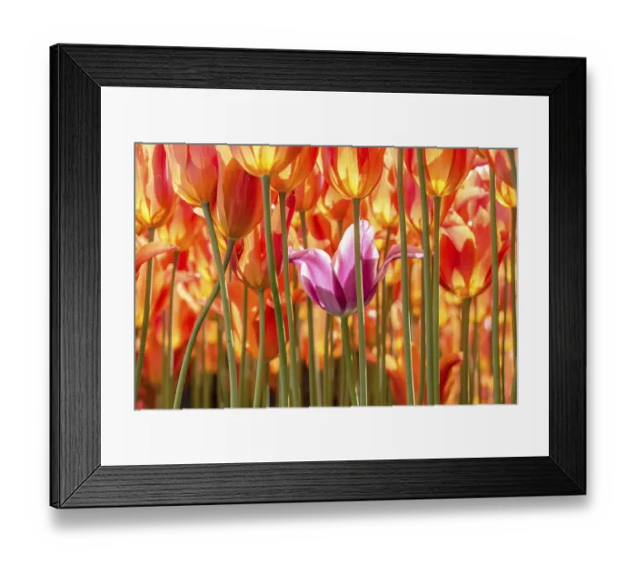 Framed Print : Beautiful tulips flower for postcard beauty concept design