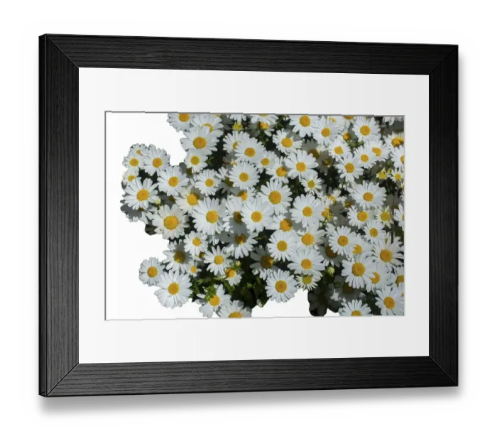 Framed Print : Daisies spring meadow flower Nature background flower