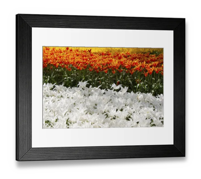 Framed Print : Blooming tulips flowers in as floral plant background