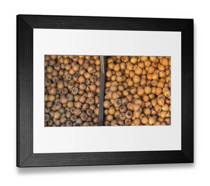 Framed Print : Freshly picked up ripe medlar fruit species mespilus germanica Framed Print : Freshly picked up ripe medlar fruit species mespilus germanica