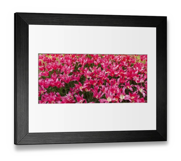 Framed Print : Blooming tulips flowers in as floral plant background