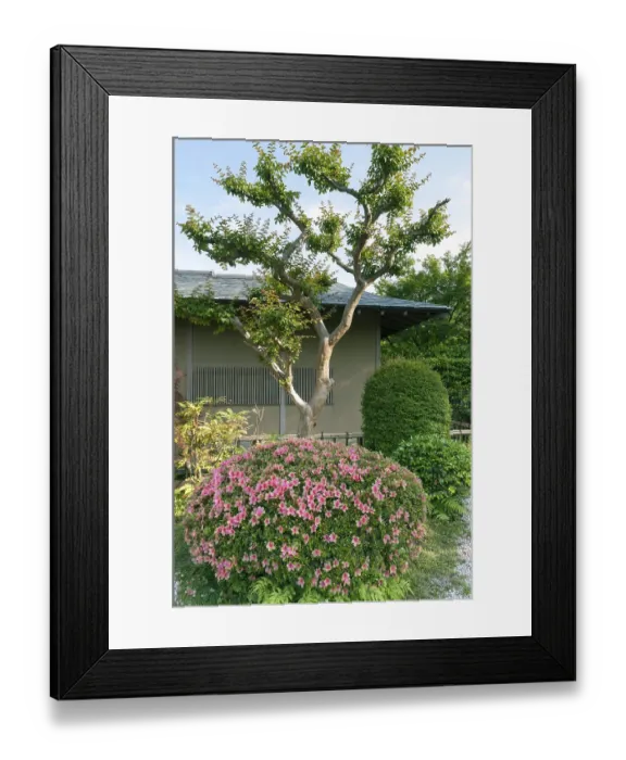 Framed Print : Japanese garden with blossom azalea bush and scenic tree by springtime