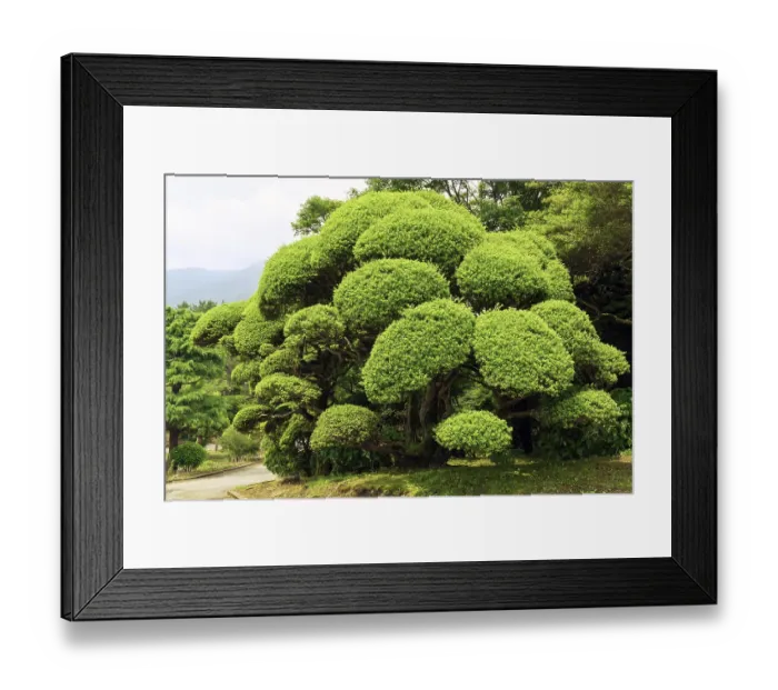 Framed Print : Well trimmed and arranged green bush in Japanese garden