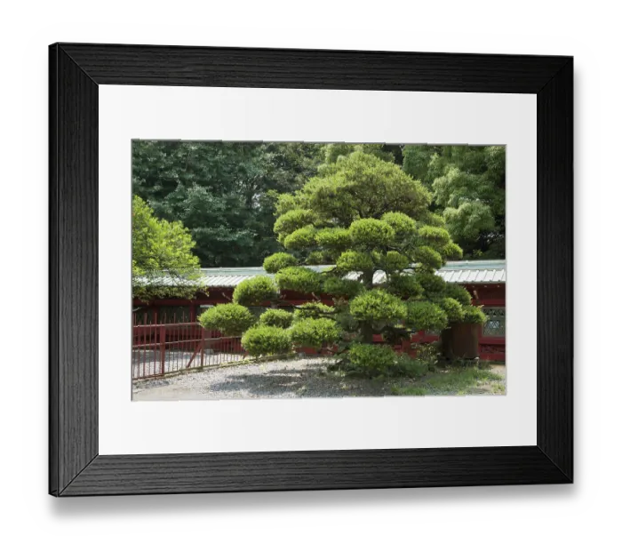 Framed Print : Scenic Japanese pine tree on the temple yard
