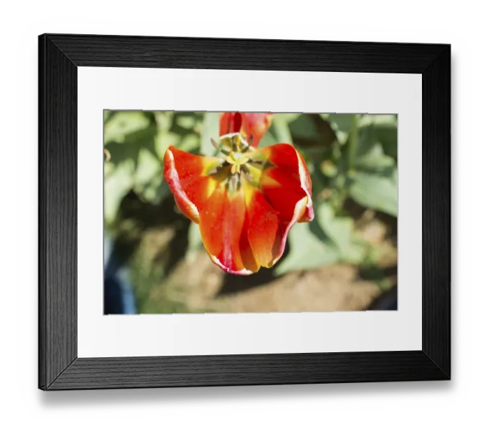 Framed Print : Beautiful tulips flower for postcard beauty concept design