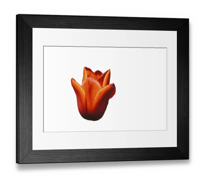 Framed Print : Spring flowers tulips isolated on white background Framed Print : Spring flowers tulips isolated on white background