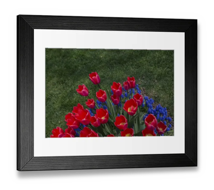 Framed Print : Red color Tulips Bloom in Spring in garden Framed Print : Red color Tulips Bloom in Spring in garden