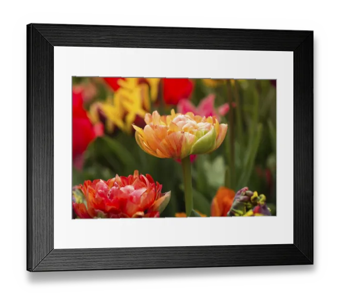 Framed Print : Colorful tulip flowers bloom in the spring garden