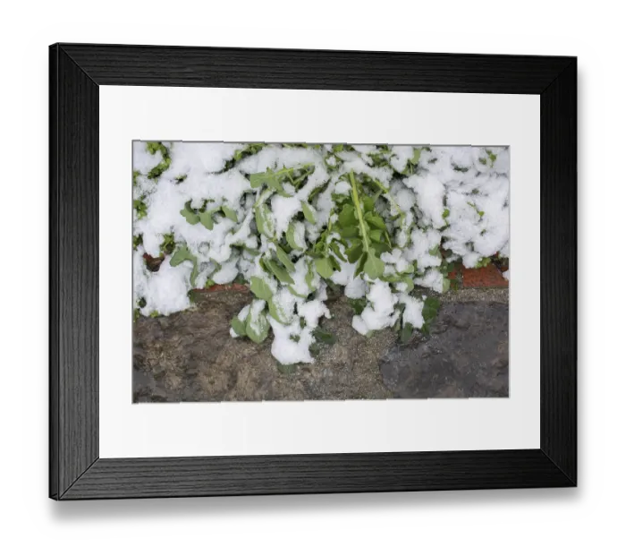 Framed Print : Snow on a green plant in the cold winter