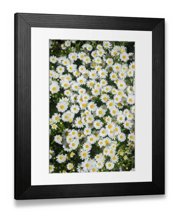 Framed Print : Chamomile field flowers nature scene with blooming chamomilles Framed Print : Chamomile field flowers nature scene with blooming chamomilles