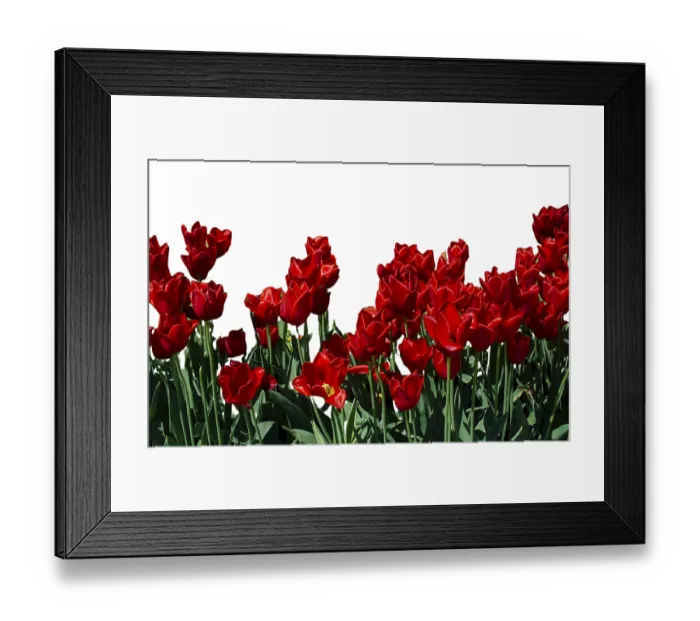 Framed Print : Spring flowers tulips isolated on white background Framed Print : Spring flowers tulips isolated on white background