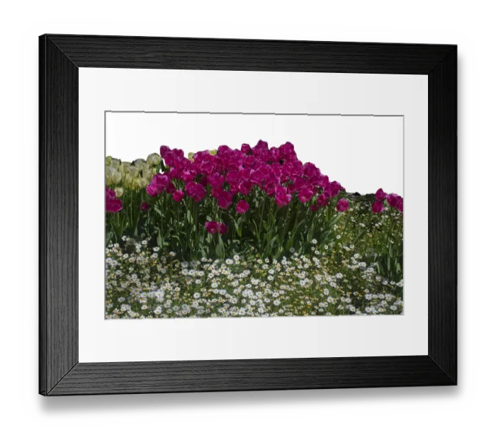 Framed Print : Spring flowers tulips isolated on white background Framed Print : Spring flowers tulips isolated on white background
