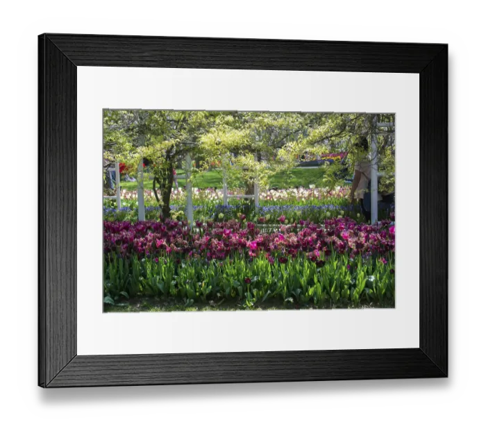 Framed Print : Bright colorful tulips as natural floral background Framed Print : Bright colorful tulips as natural floral background