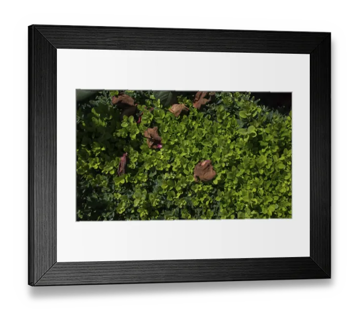 Framed Print : Rose petals in view representing love and romance Framed Print : Rose petals in view representing love and romance