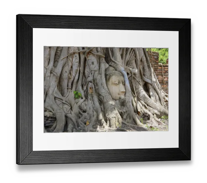 Framed Print : Tree roots growing around a sandstone buddha head in wat mahathat Framed Print : Tree roots growing around a sandstone buddha head in wat mahathat