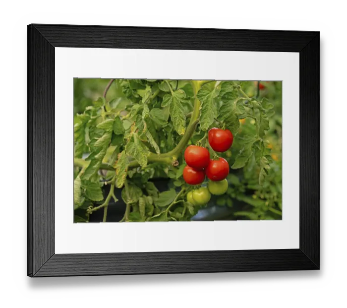 Framed Print : Ripe, red tomatoes in a bed in a garden Framed Print : Ripe, red tomatoes in a bed in a garden