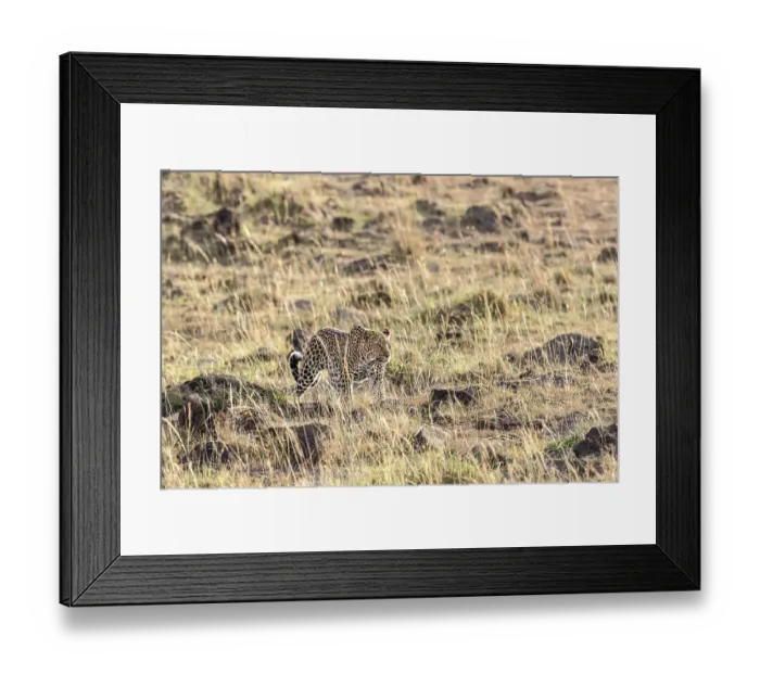 Framed Print : Leopard (Panthera pardus) walking in the grass on the savanna