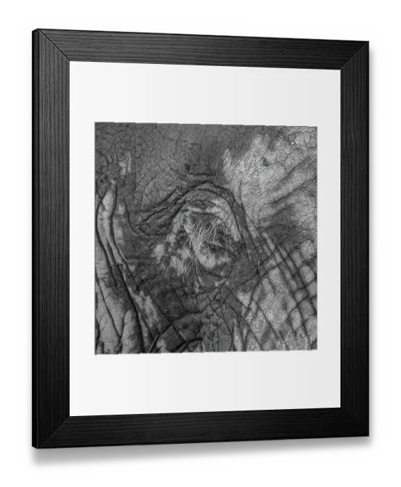 Framed Print : Elephantidae, detail, Kruger National Park