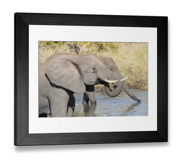 Framed Print : Elephantidae, landscape, Kruger National Park
