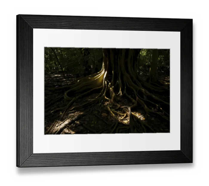 Framed Print : Rain forest, Ficus benghalensis Framed Print : Rain forest, Ficus benghalensis