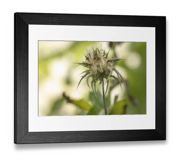 Framed Print : Faded milk thistle (Silybum marianum) in a natural environment Framed Print : Faded milk thistle (Silybum marianum) in a natural environment
