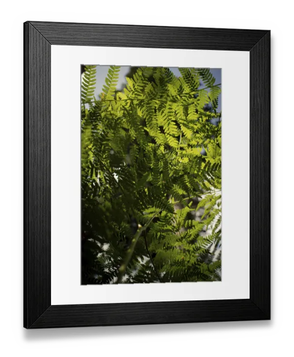 Framed Print : Close-up of green ferns glowing in the sunlight
