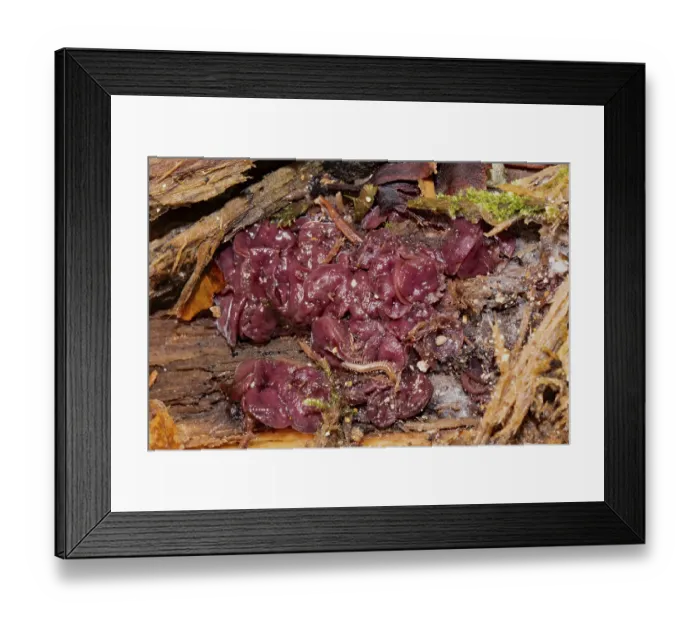 Framed Print : Flesh-red jelly cup several flesh-red circular fruiting bodies next to each other on tree trunk