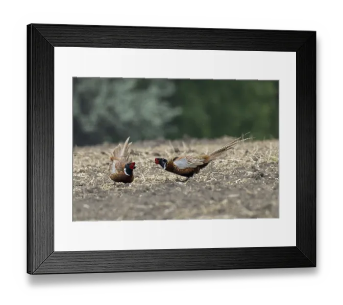 Framed Print : Pheasant two males mating in a field facing each other Framed Print : Pheasant two males mating in a field facing each other