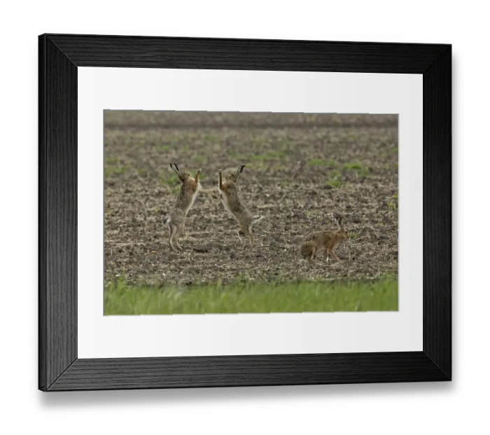 Framed Print : Brown hare three animals in a field during mating