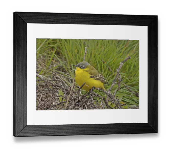 Framed Print : Yellow wagtail sitting on undergrowth looking left in front of green grass