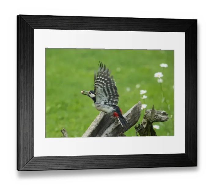 Framed Print : Great spotted woodpecker female with nut in beak and open wings flying over tree stump in green grass looking left