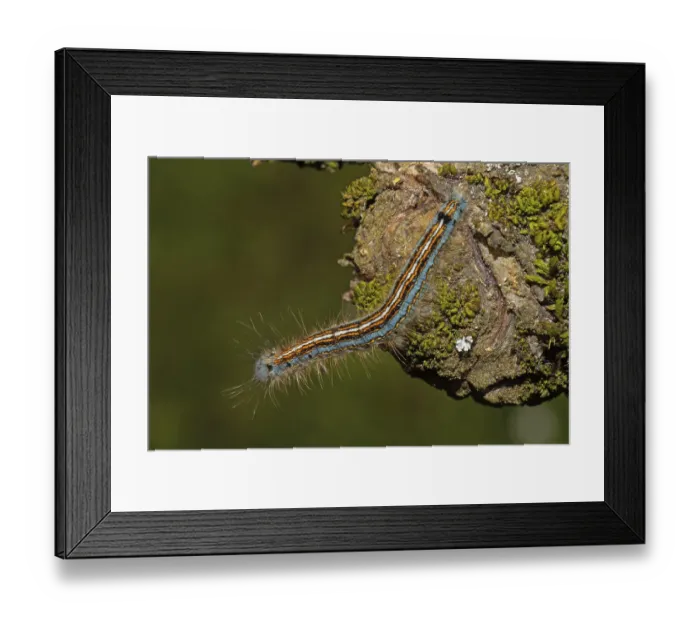 Framed Print : Ringlet moth caterpillar sitting on tree trunk with green lichens looking left