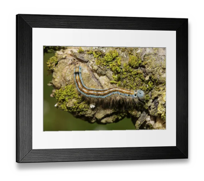 Framed Print : Ringlet moth caterpillar sitting on tree trunk with green lichens looking right