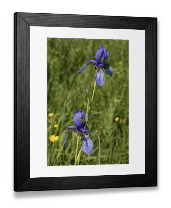 Framed Print : Siberian iris two inflorescences with open blue flowers next to each other in a green meadow