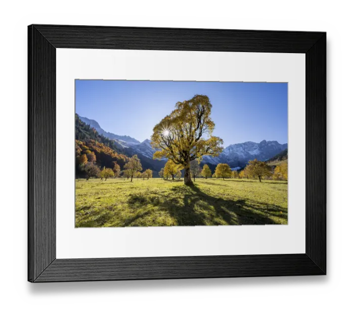 Framed Print : Sycamore maple with autumnal yellow foliage and Solaster endeca