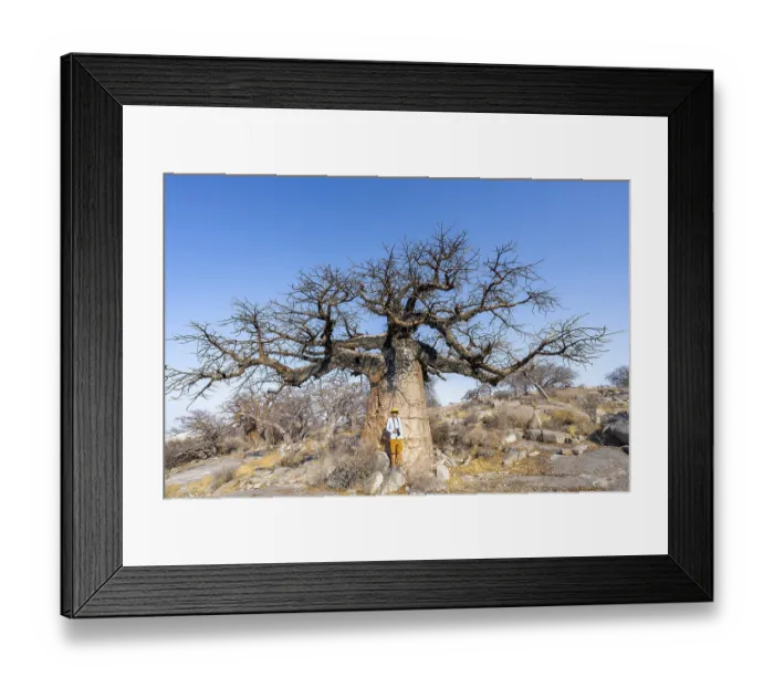 Framed Print : Tourist standing in front of a large baobab