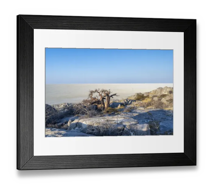 Framed Print : African baobab (Adansonia digitata) Framed Print : African baobab (Adansonia digitata)