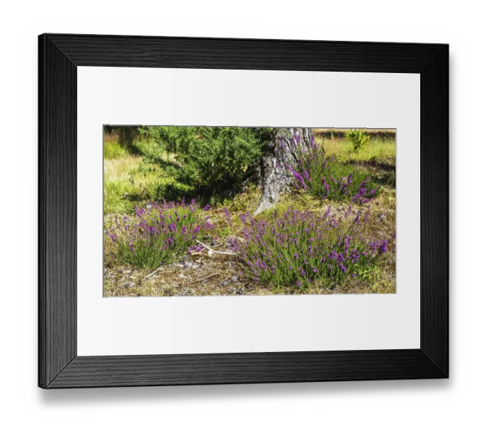 Framed Print : Heather on Brownsea Island, Poole