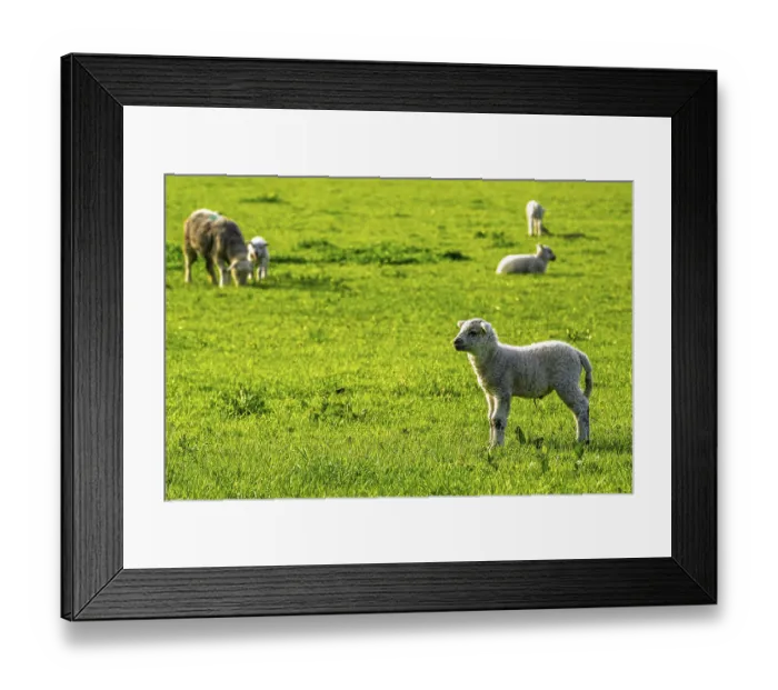 Framed Print : Sheep and farm in Lake District National Park
