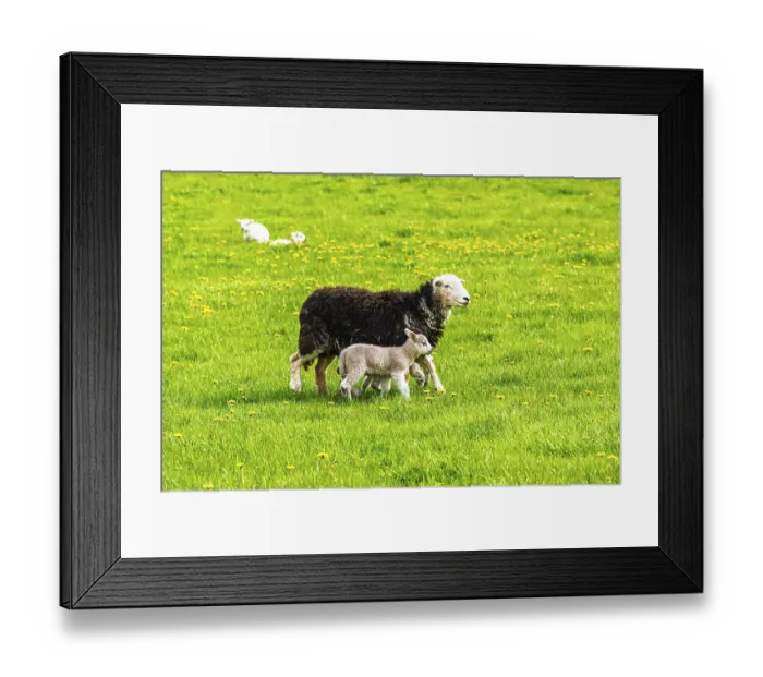 Framed Print : Sheeps, Pooley Bridge, Ullswater Lake