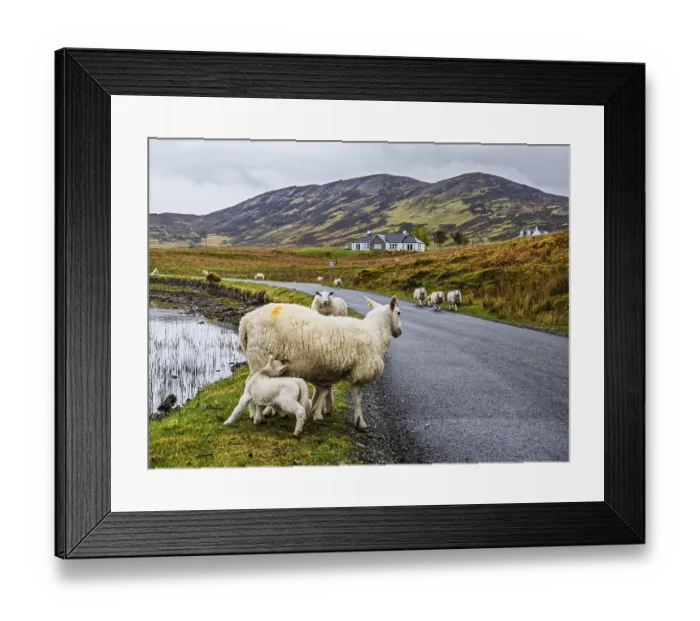 Framed Print : Sheep and farms on Isle of Sky, Scotland, UK