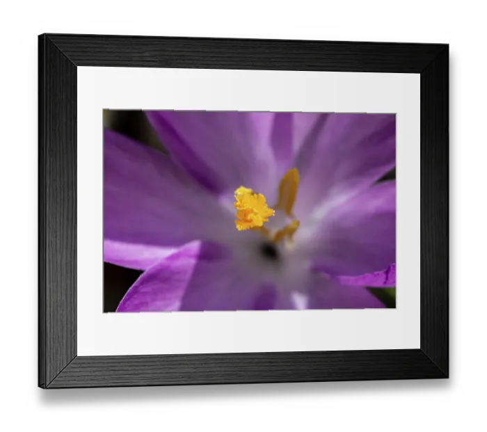 Framed Print : Close-up of a purple crocus (Crocus vernus) with yellow stamens